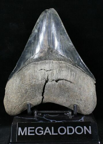 Serrated Megalodon Tooth #21865